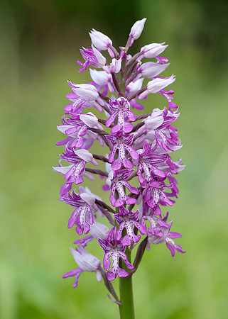 Military Orchid Orchis militaris