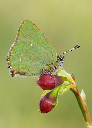 Green Hairstreak Callophrys rubi
