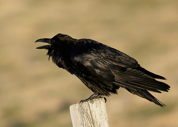 Raven Corvus corax