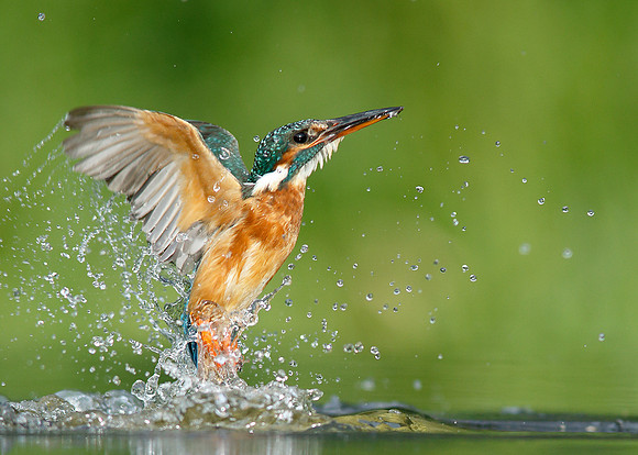 Kingfisher diving shots