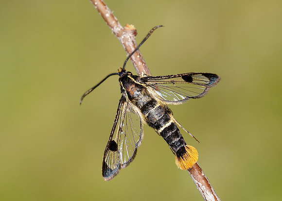 Welsh Clearwing Synanthedon scoliaeformis