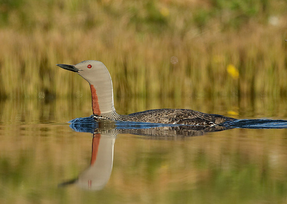 Red-throated Diver Gavia stellata