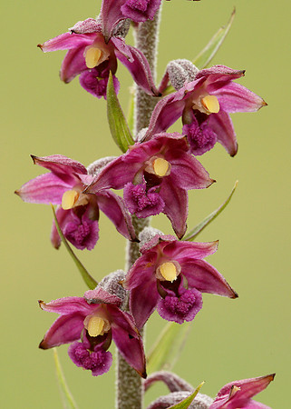 Dark Red Helleborine Epipactis atrorubens