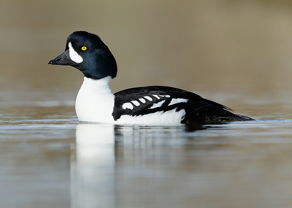 Barrow's Goldeneye Bucephala islandica