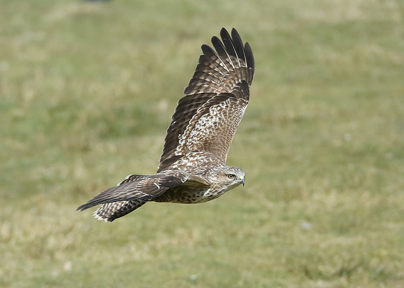 Buzzard