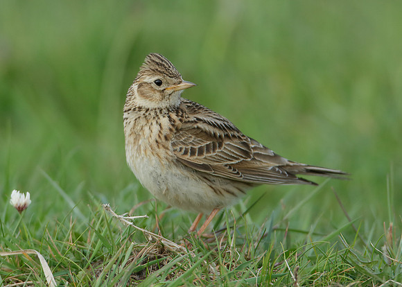 Skylark Alauda arvensis