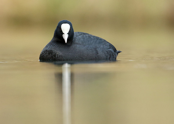 Coot Fulica atra