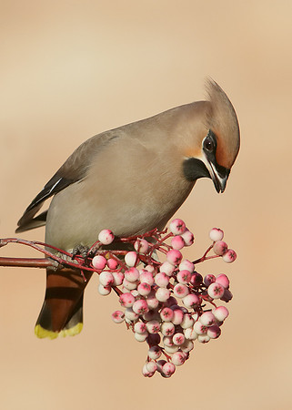 Waxwing Bombycilla garrulus
