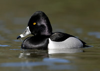 Ring-necked Duck Aythya collaris