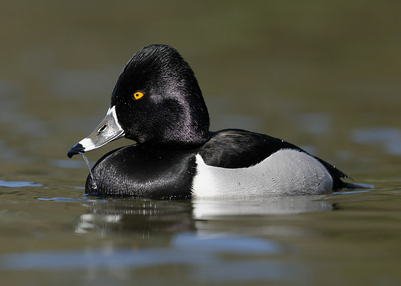 Ring-necked Duck Aythya collaris