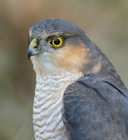 Sparrowhawk