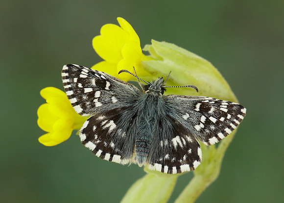 Grizzled Skipper Pyrgus malvae