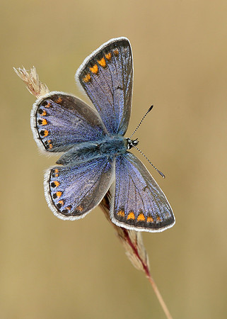 Common Blue Polyommatus icarus