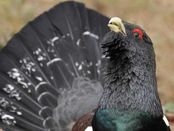Capercaillie