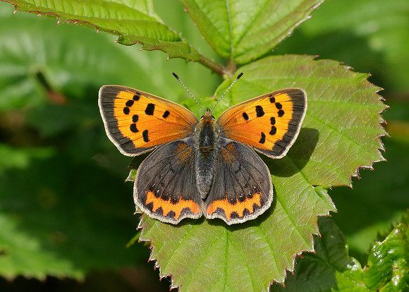 Small Copper Lycaena phlaeas