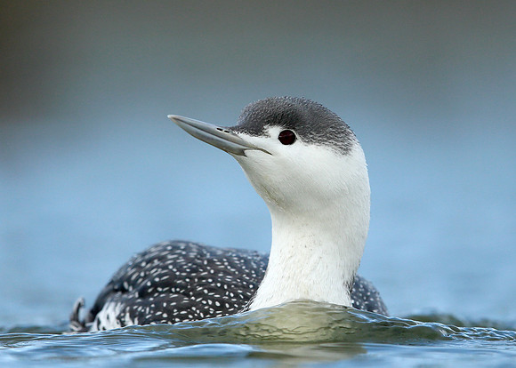 Red-throated Diver Gavia stellata