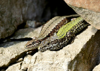 Wall Lizard Podarcis muralis