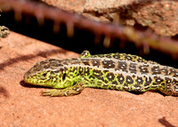 Sand Lizard Lacerta agilis