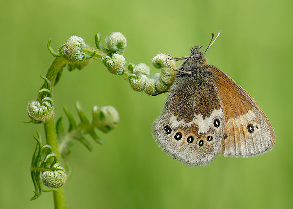 Large Heath davus