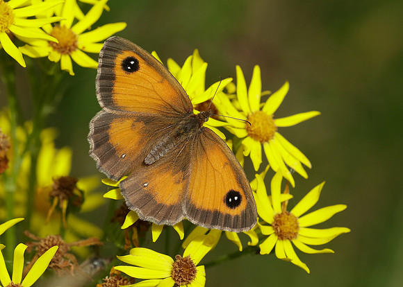 Gatekeeper Pyronia tithonus