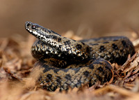 Adder Vipera berus