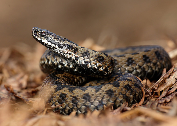 Adder Vipera berus