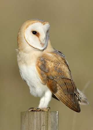 Barn Owl Tyto alba