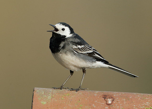 Pied Wagtail