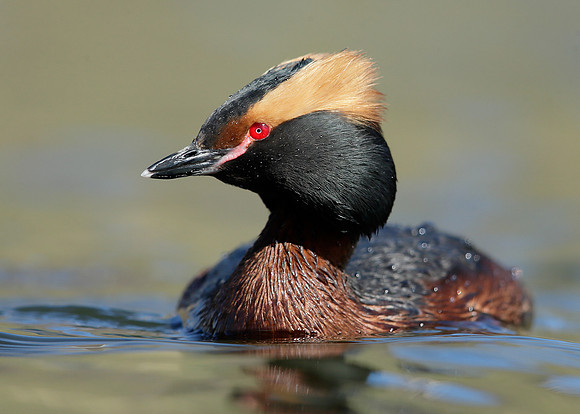 Slavonian Grebe Podiceps auritus
