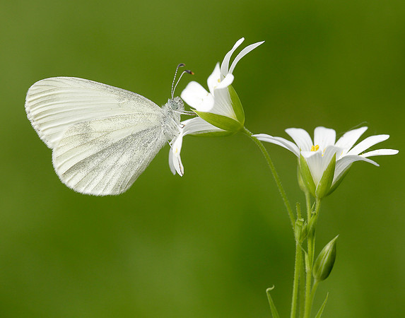 Wood White Leptidae sinapis
