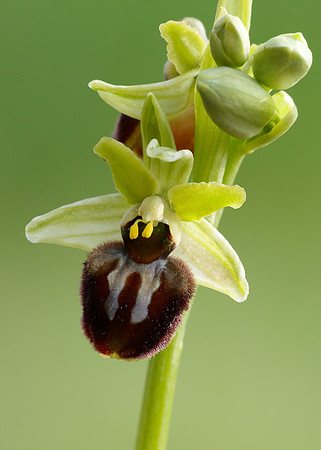 Early Spider Orchid Ophrys sphegodes