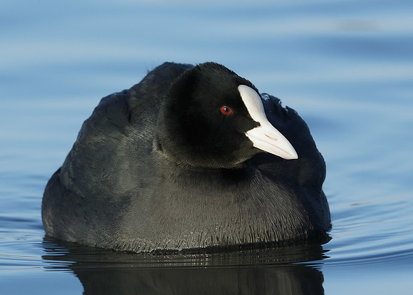 Coot