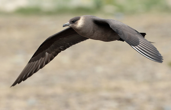 Arctic Skua Iceland 2022