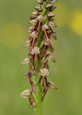 Man Orchid Orchis anthropophora