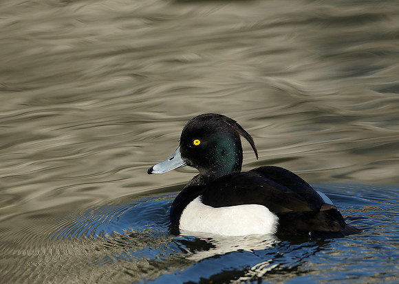 Tufted Duck