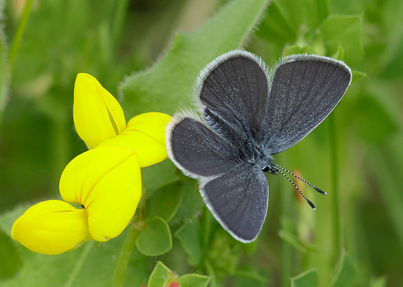 Small Blue
