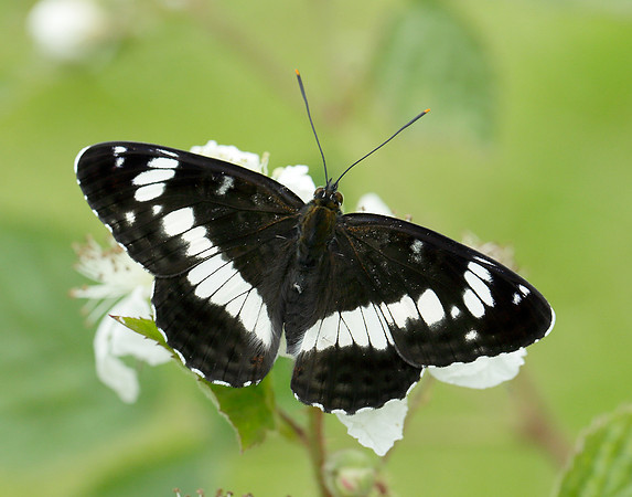 White Admiral Limenitis camilla