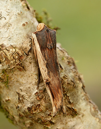 A few more moths...