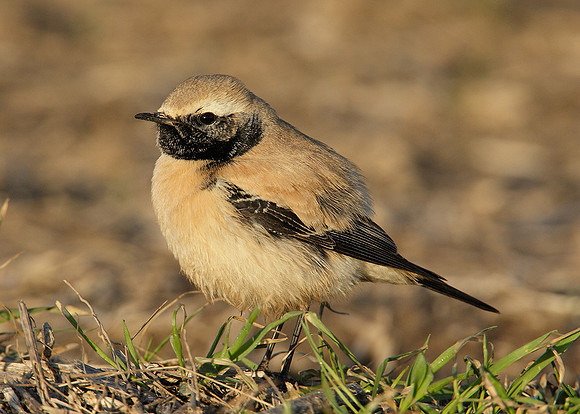Desert Wheatear x23 images