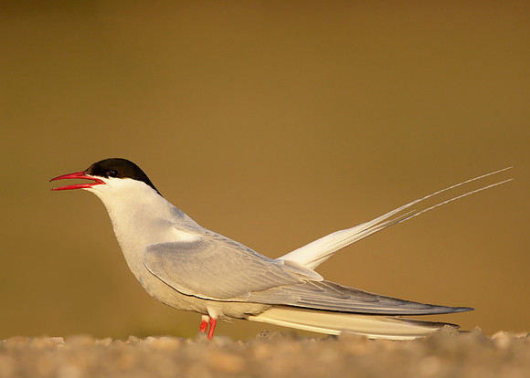 Arctic Tern Sterna paradisaea