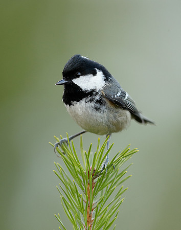 Coal Tit Periparus ater