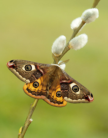 Lots of moths