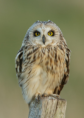 Short-eared Owl Asio flammeus