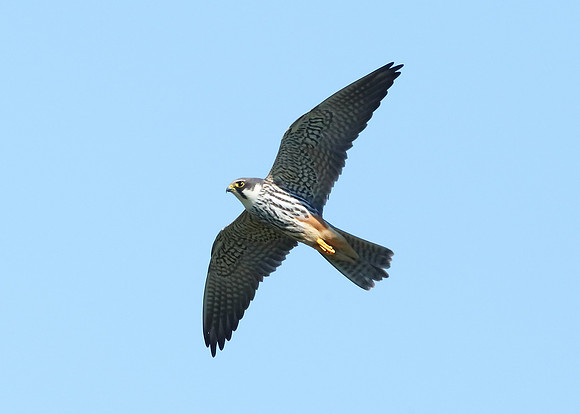 Hobby