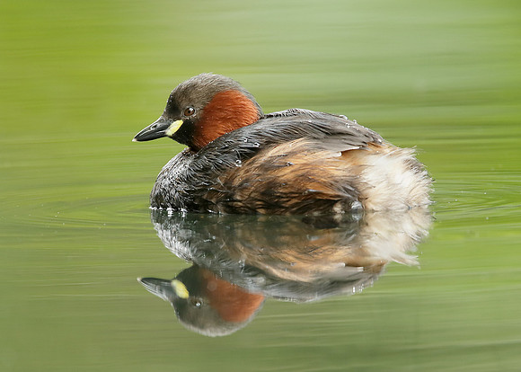Little Grebe