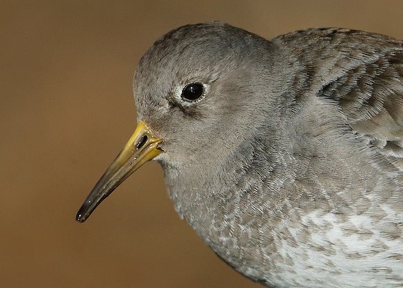 Purple Sandpiper