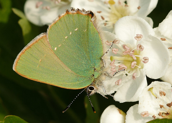 Green Hairstreak x41 images