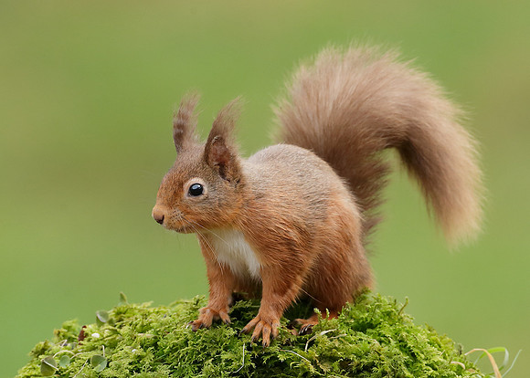 Red Squirrel