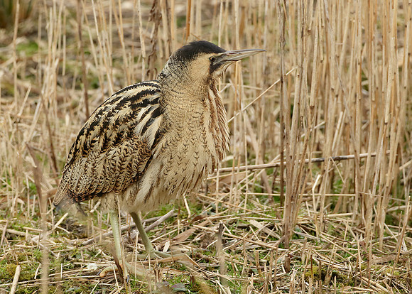 Bittern
