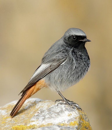 Black Redstart Phoenicurus ochruros
